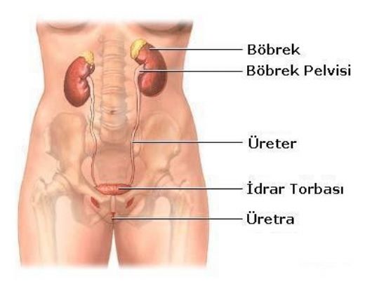 Antibiyotik İdrar Yolu Enfeksiyonu Belirtileri ve Tedavisi
