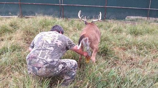 Geyik İdrarı Ne İşe Yarar?