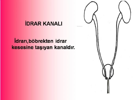 İdrar Kanalı Hastalıkları Belirtileri ve Tedavisi