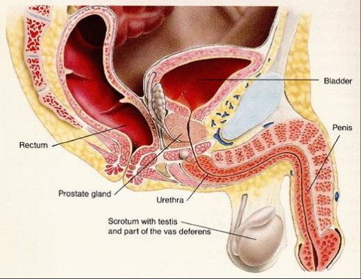 İdrar Yolları Antibiyotik Kullanımı ve Faydaları Nelerdir?