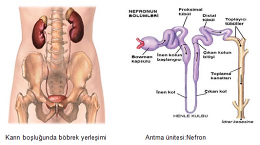 İdrar Yollarında İltihap Belirtileri ve Tedavisi