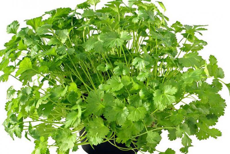 İdrar Yolu Enfeksiyonu Bitkisel Tedavi